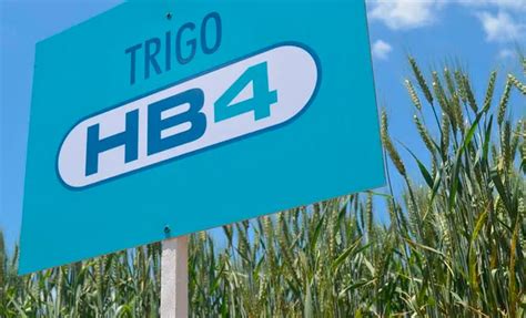 Brasil aprueba cultivo y comercialización de trigo transgénico