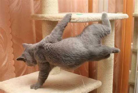 Когтеточки и когтедралки для кошек - Питомник канадских сфинксов "Марисен"