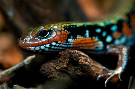 Kostenloses Foto zum Thema: eidechse, nahansicht, pracht skink