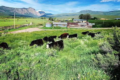 Purchase Grass Fed Beef At Pagosa Farmers Market Pagosa Daily Post