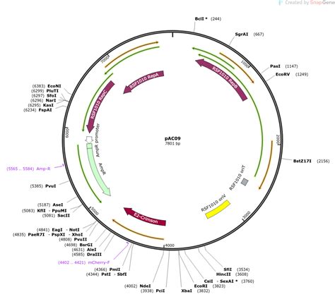 Addgene: pAC09
