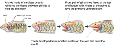 deuterostomes  fishes flashcards quizlet