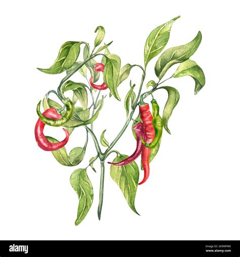 Red Chili Hot Pepper Bush Watercolor Illustration Isolated On White Background Spicy Pepper