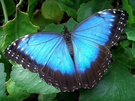 Blue morpho butterfly close up – Artofit