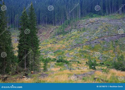 deforest stock photo image  scenery environment tree