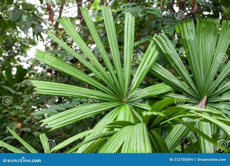 Mangrove Fan Palm Leaf Licuala Spinosa Stock Photo Image Of Park