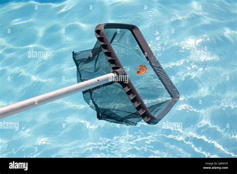 Cleaning And Maintenance Swimming Pool With Net Skimmer Stock Photo Alamy
