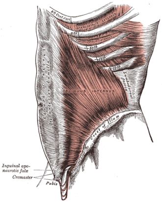 Músculo Oblicuo Interno Abdominal Wikipedia La Enciclopedia Libre