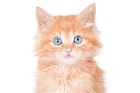 Premium PSD | Pretty cat
