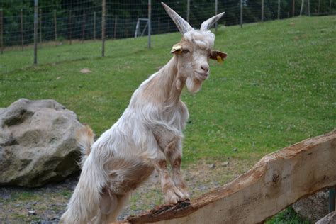 Free Images Farm Zoo Mammal Goats Vertebrate Creature Wildlife