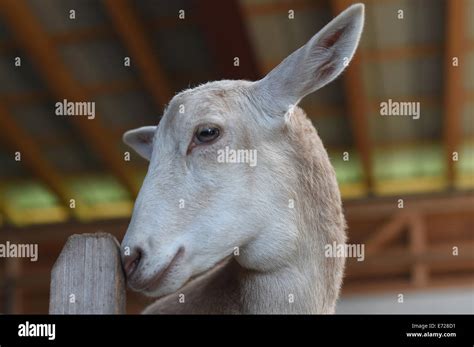 Sheep goat hybrid hi-res stock photography and images - Alamy