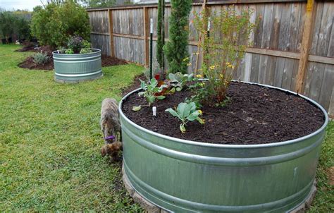 Stock Tank Gardens From Start To Finish Stock Tank Gardening Stock Tank Round Stock Tank