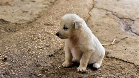 5 signos de deshidratación en perros que tienes que tomar en cuenta