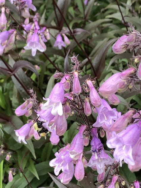 Penstemon (Bearded Tongue) | North Carolina Extension Gardener Plant ...