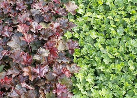 Żurawka Drobnokwiatowa Heuchera Micrantha Opis Wygląd Wymagania