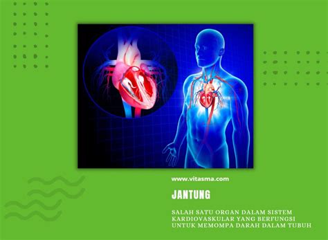 3 Fakta Unik Sistem Kardiovaskular Penting
