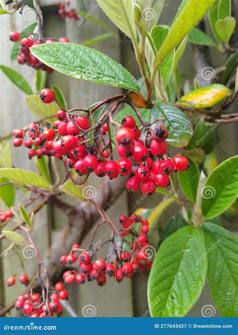 Cotoneaster Lacteus With Bright Green Leaves And Deep Red Berries Stock