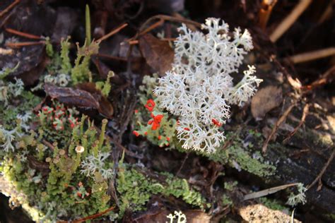 Cladonia sp. | ericbakken242 | Flickr
