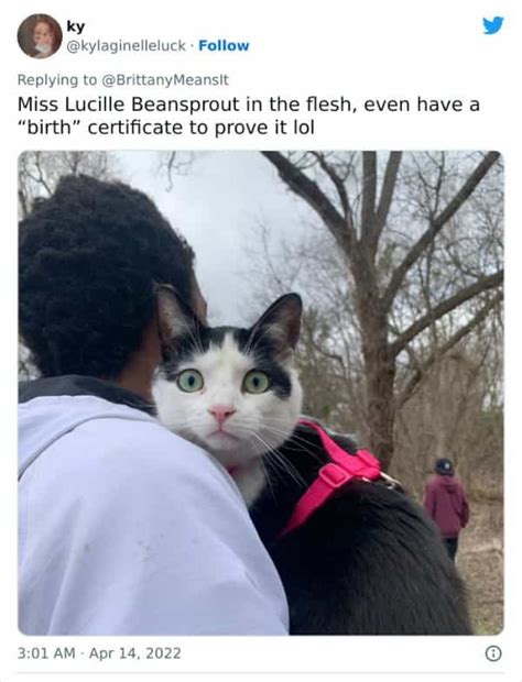 30 Ridiculous Cat Names That Will Make You Want to Rename Your Cat