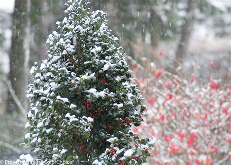 Castle Spire® Blue Holly | Plant Addicts