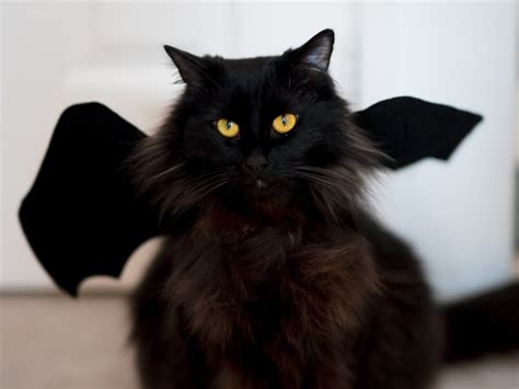 Coppthinktu Halloween Pet Bat Wings: $6 Beloved Costume for Cat & Dog