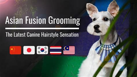 asian fusion grooming  latest canine hairstyle sensation