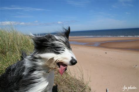 17 Images Of Dogs Enjoying A Windy Day