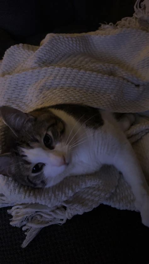 What Breed is My Cat? : r/cats