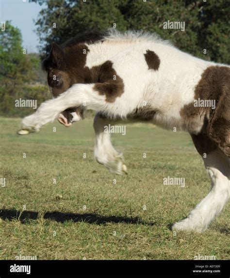 Gypsy Vanner Horse foal Stock Photo - Alamy