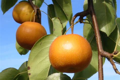 Asian Pear Trees Cloud Mountain Farm Center Nursery