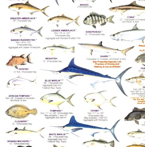 List Of Fish Families - Fish Family