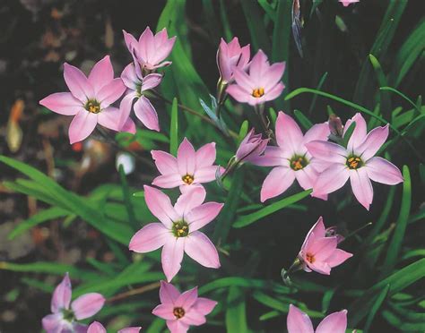 Buy Pink Lady Bulbs Online - Autumn, Ipheion uniflorum, Rock Garden and ...