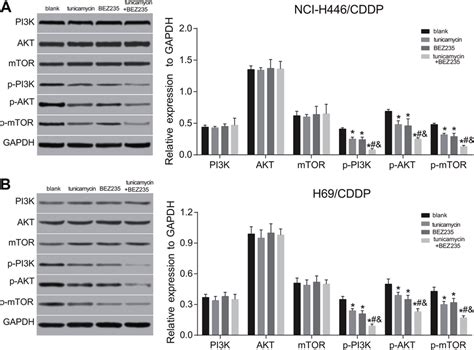 Effects Of Tunicamycin And Bez On The Pi K Akt Mtor Signaling