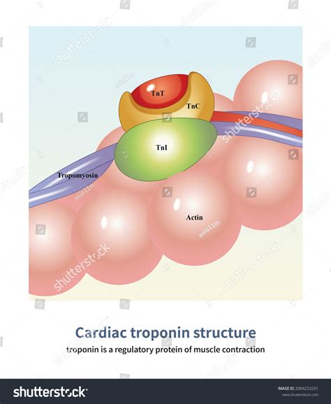 324 Cardiac Troponin Images, Stock Photos & Vectors | Shutterstock