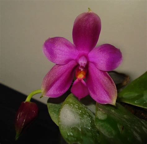 Phal Shingher Pure Love Violacea X Su An Super Star