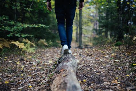 Free Images Tree Nature Forest Walking Trail Leaf Hiker Log