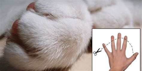 Cat Declawing