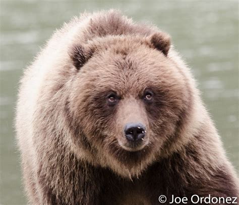 Bear vs. Porcupine | Joe Ordóñez