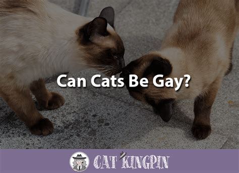 Can Cats Be Gay Cat Kingpin