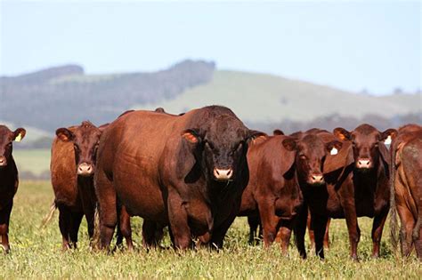 Red Poll Cow Barnyard Animals Cattle Breeds Breeds
