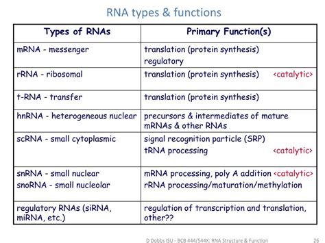 Different Types Of Rna And Their Functions