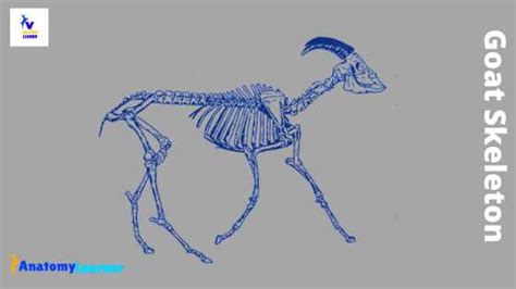 Goat Skeleton Anatomy Skull Forelimb And Hindlimb Bones