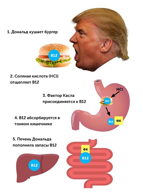 Формы витамина В12 кобаламин - метил, гидроксо, циано, аденозил