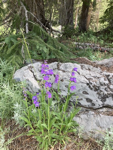 Rocky Mountain Penstemon – The Chicken Scratches