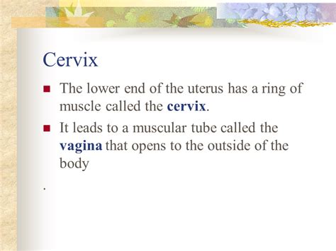 cervix