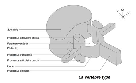 Abdomen Ue5 Anatomie Tutorat Associatif Toulousain