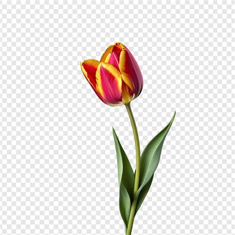 La flor del tulipán png aislada en un fondo transparente Archivo PSD