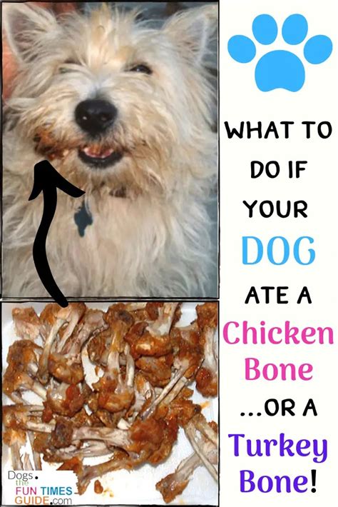 18 Can Dogs Have Cooked Chicken Bones – Home