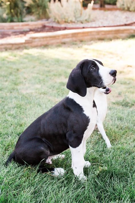 What to Expect When You Bring a Great Dane Puppy Home - Hello Danes