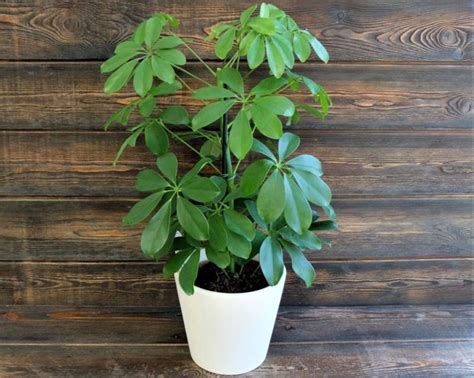 Домашняя шефлера | Описание и уход